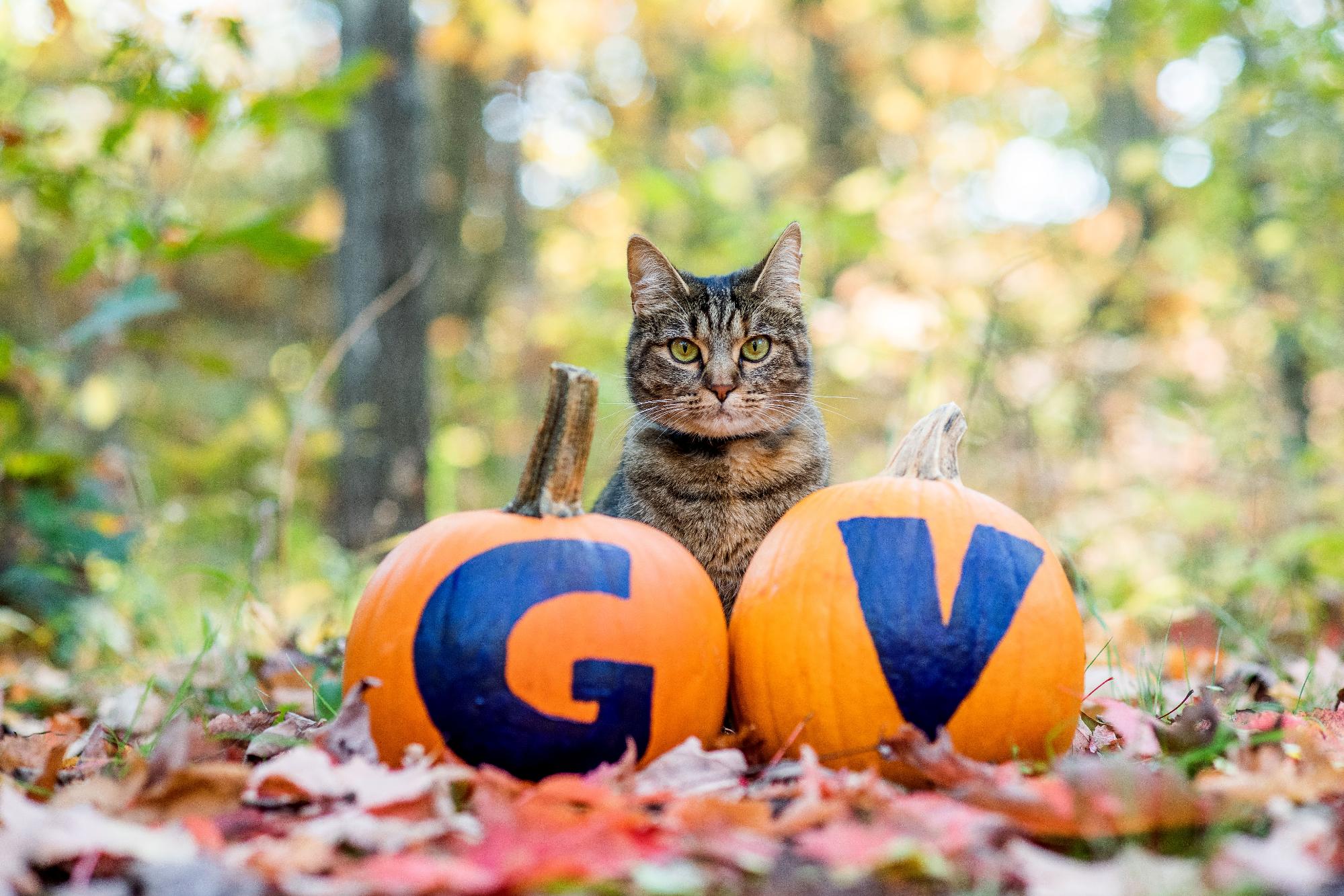 Tabby cat with two pumpkins reading G-V